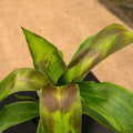 Gabriella Plants Other 4" Callisia fragrans