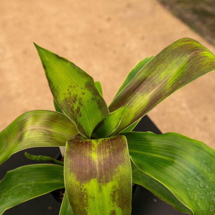 Gabriella Plants Other 4" Callisia fragrans