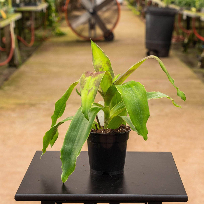 Gabriella Plants Other 4" Callisia fragrans