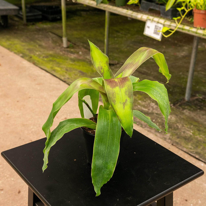 Gabriella Plants Other 4" Callisia fragrans