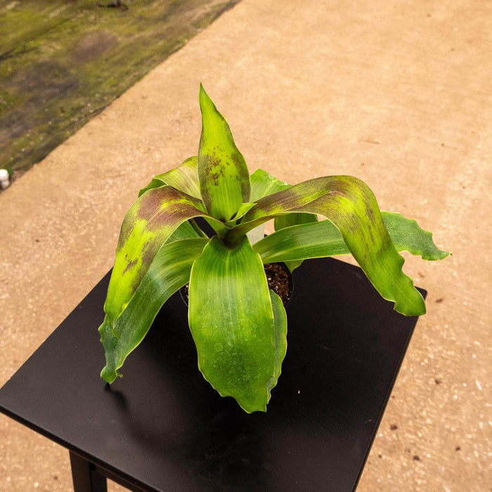 Gabriella Plants Other 4" Callisia fragrans