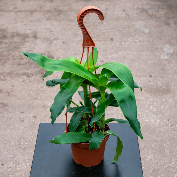 Gabriella Plants Other 5" Callisia fragrans
