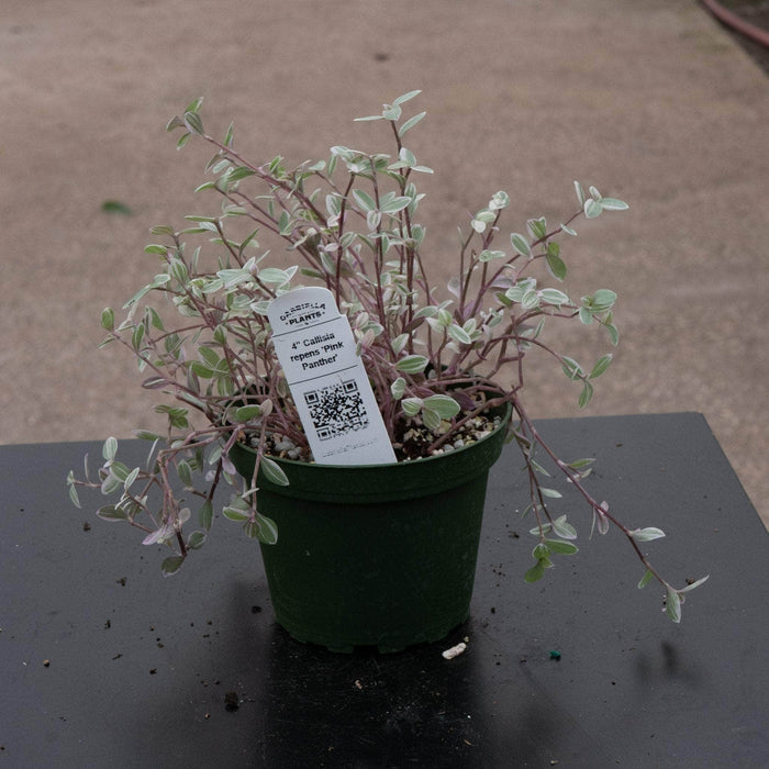 Gabriella Plants Other 4" Callisia repens 'Pink Panther'