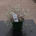 Gabriella Plants Other 4" Callisia repens 'Pink Panther'