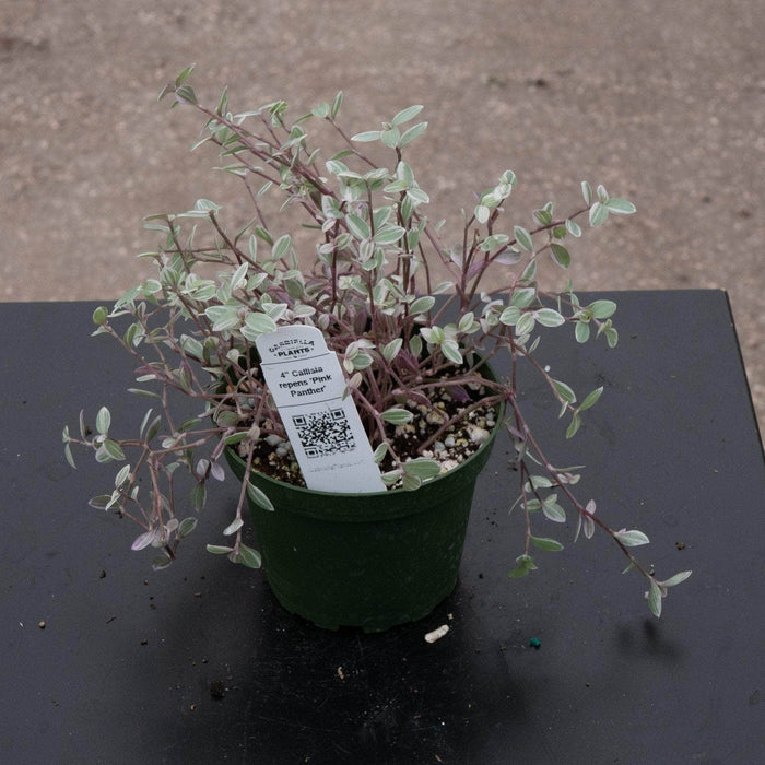 Gabriella Plants Other 4" Callisia repens 'Pink Panther'