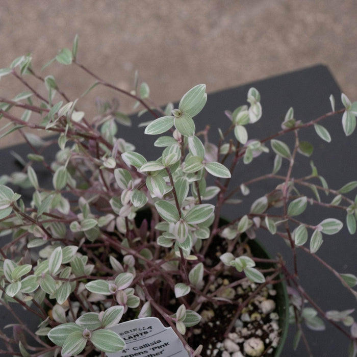 Gabriella Plants Other 4" Callisia repens 'Pink Panther'