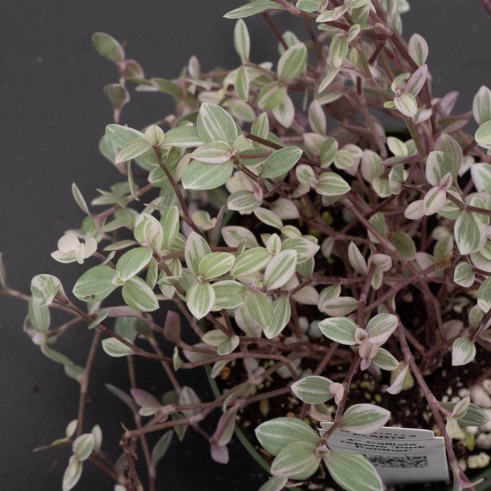 Gabriella Plants Other 4" Callisia repens 'Pink Panther'
