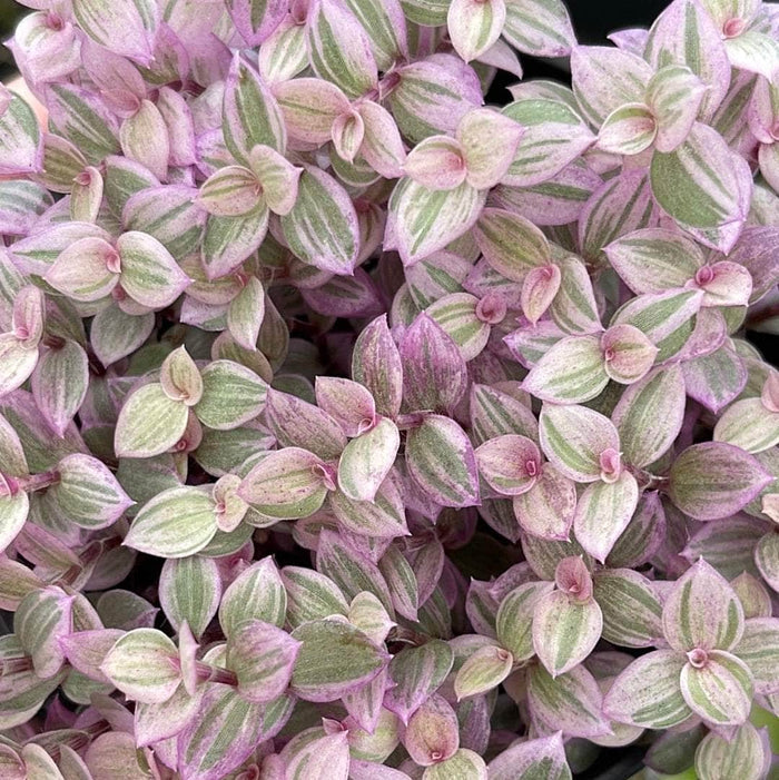 Gabriella Plants Other 4" Callisia repens 'Pink Panther'