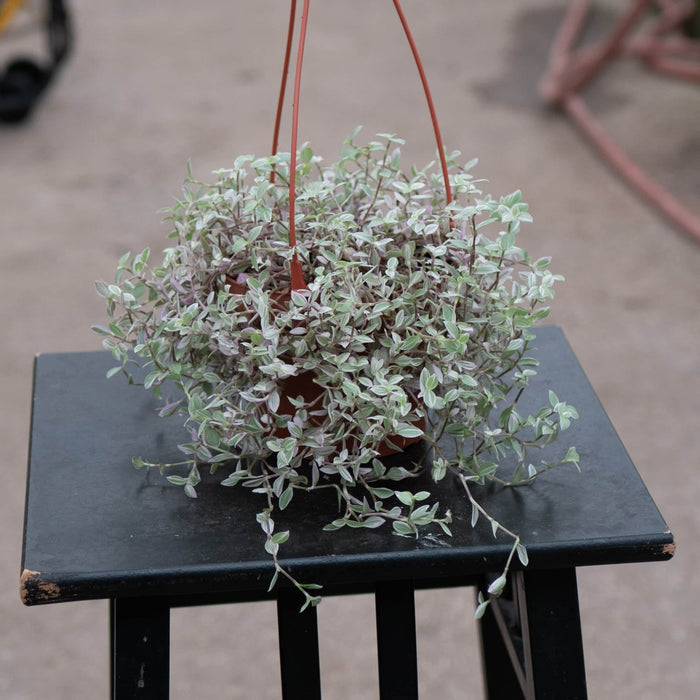 Gabriella Plants Other 5" Callisia repens 'Pink Panther'