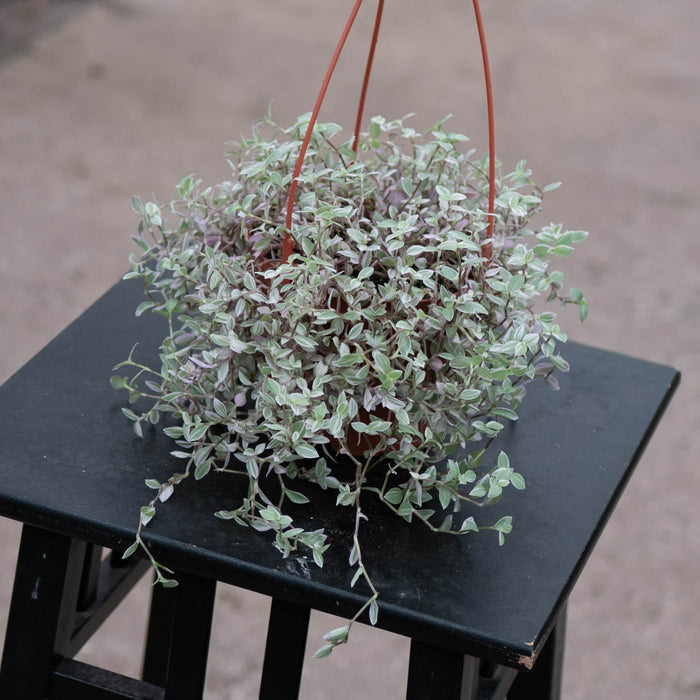 Gabriella Plants Other Callisia repens 'Pink Panther'