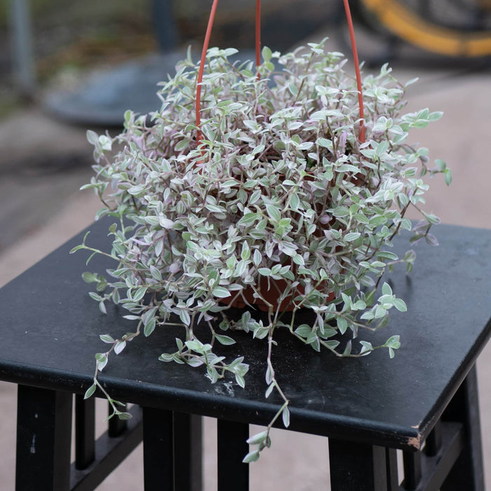 Gabriella Plants Other Callisia repens 'Pink Panther'