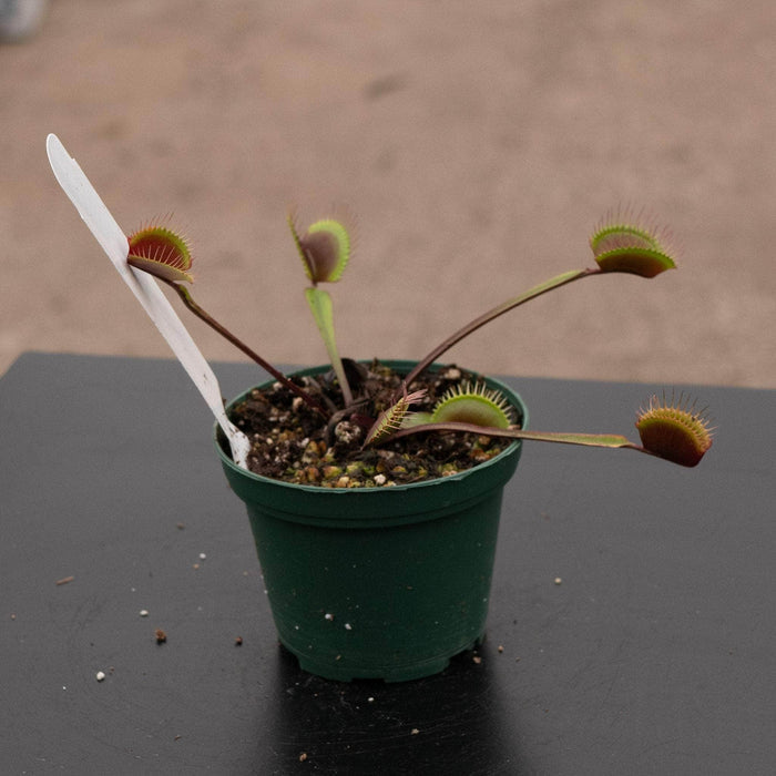 Gabriella Plants Carnivorous 3" Carnivorous Dionaea muscipula 'Akai Ryu' "Red Dragon Venus Flytrap"