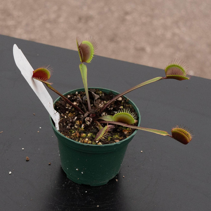 Gabriella Plants Carnivorous 3" Carnivorous Dionaea muscipula 'Akai Ryu' "Red Dragon Venus Flytrap"