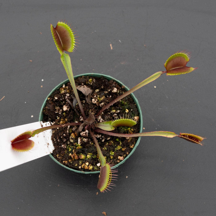 Gabriella Plants Carnivorous 3" Carnivorous Dionaea muscipula 'Akai Ryu' "Red Dragon Venus Flytrap"