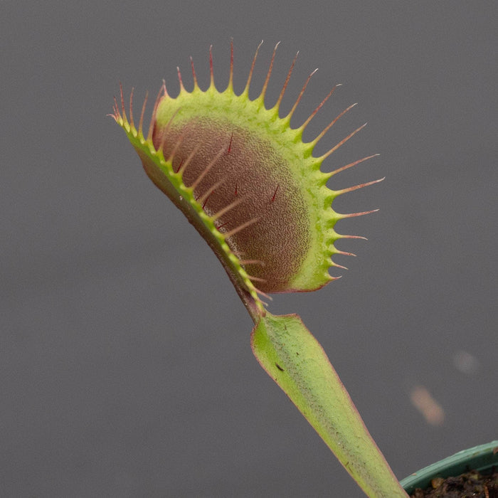 Gabriella Plants Carnivorous 3" Carnivorous Dionaea muscipula 'Akai Ryu' "Red Dragon Venus Flytrap"