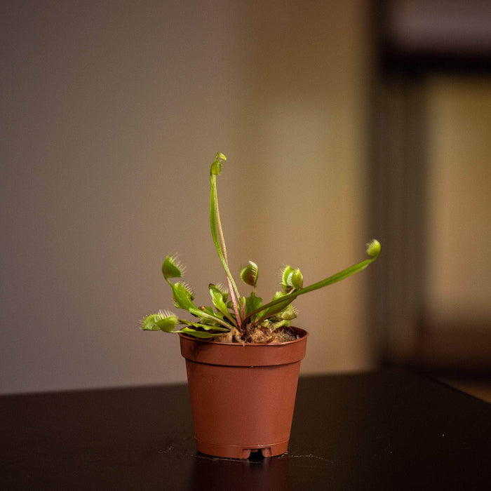 Gabriella Plants Carnivorous 2" Carnivorous Dionaea muscipula ‘Cupped Trap’ “Venus Fly Trap”