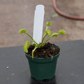 Gabriella Plants Carnivorous 3" Carnivorous Dionaea muscipula 'Dente' "Venus Flytrap"