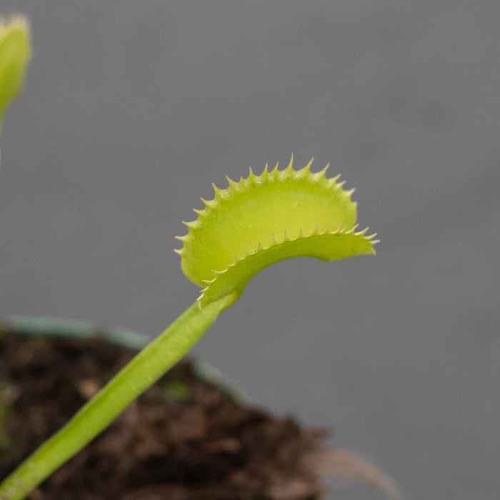 Gabriella Plants Carnivorous 3" Carnivorous Dionaea muscipula 'Dente' "Venus Flytrap"