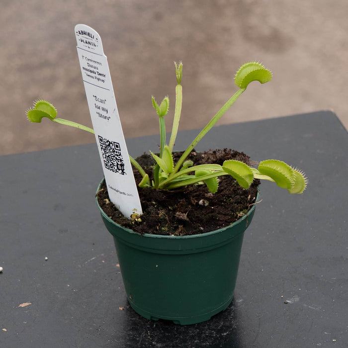 Gabriella Plants Carnivorous 3" Carnivorous Dionaea muscipula 'Dente' "Venus Flytrap"