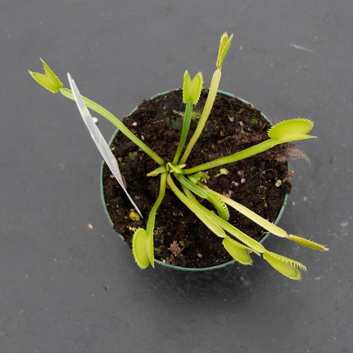 Gabriella Plants Carnivorous 3" Carnivorous Dionaea muscipula 'Dente' "Venus Flytrap"