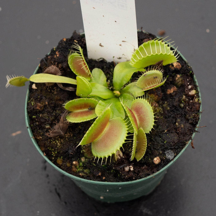 Gabriella Plants Carnivorous 3" Carnivorous Dionaea muscipula 'King Henry' "Venus Fly Trap"