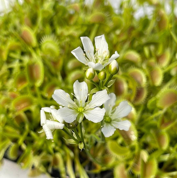 Gabriella Plants Carnivorous 3" Carnivorous Dionaea muscipula 'King Henry' "Venus Fly Trap"