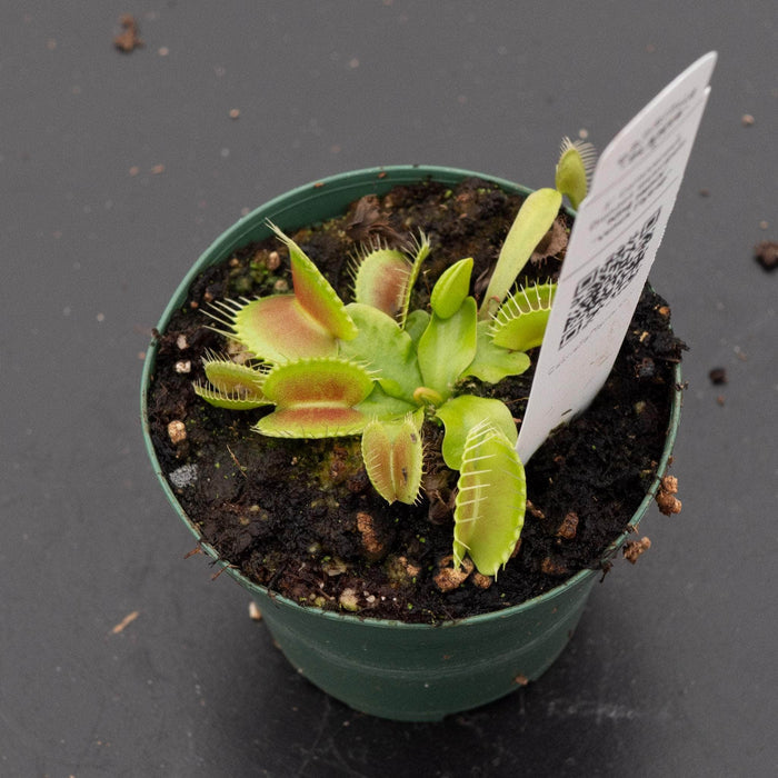 Gabriella Plants Carnivorous 3" Carnivorous Dionaea muscipula 'King Henry' "Venus Fly Trap"
