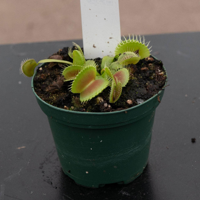 Gabriella Plants Carnivorous 3" Carnivorous Dionaea muscipula 'King Henry' "Venus Fly Trap"