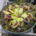Gabriella Plants Carnivorous 3" Carnivorous Dionaea muscipula "Mammoth" "Venus Flytrap"