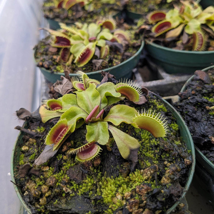 Gabriella Plants Carnivorous 3" Carnivorous Dionaea muscipula "Mammoth" "Venus Flytrap"