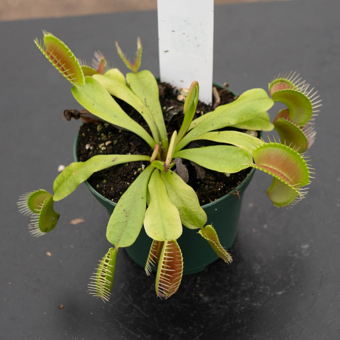 Gabriella Plants Tradescantia 3" Carnivorous Dionaea muscipula "Venus Flytrap"