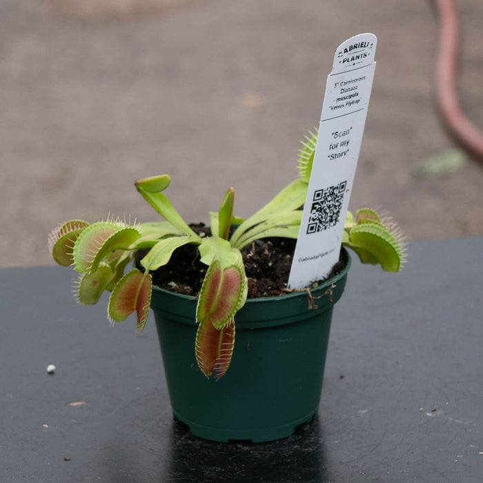 Gabriella Plants Tradescantia 3" Carnivorous Dionaea muscipula "Venus Flytrap"