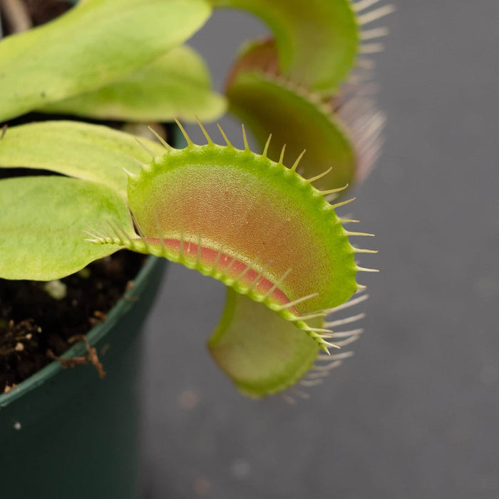 Gabriella Plants Tradescantia 3" Carnivorous Dionaea muscipula "Venus Flytrap"