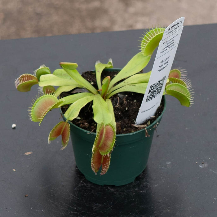Gabriella Plants Tradescantia 3" Carnivorous Dionaea muscipula "Venus Flytrap"