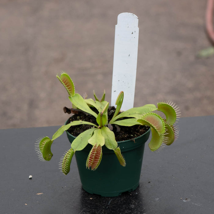 Gabriella Plants Tradescantia 3" Carnivorous Dionaea muscipula "Venus Flytrap"