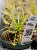 Gabriella Plants Carnivorous 3" Carnivorous Drosera capensis ‘Alba’ “Sundew”