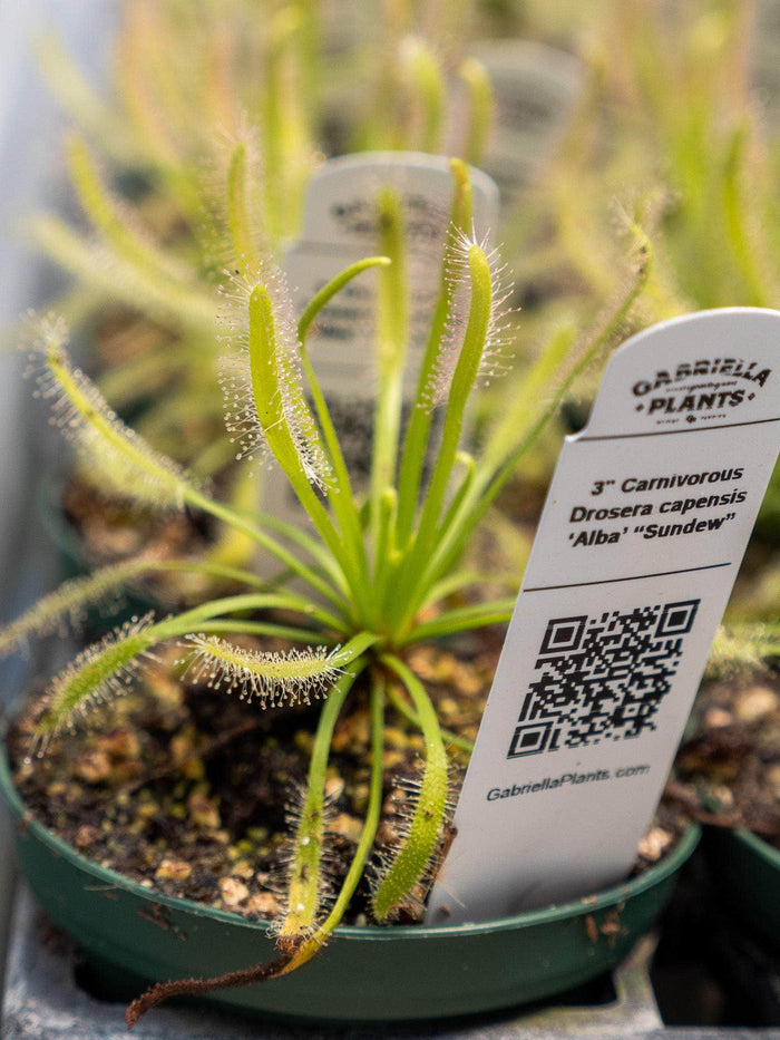 Gabriella Plants Carnivorous 3" Carnivorous Drosera capensis ‘Alba’ “Sundew”