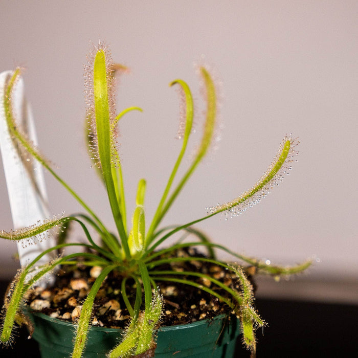 Gabriella Plants Carnivorous 3" Carnivorous Drosera capensis ‘Alba’ “Sundew”