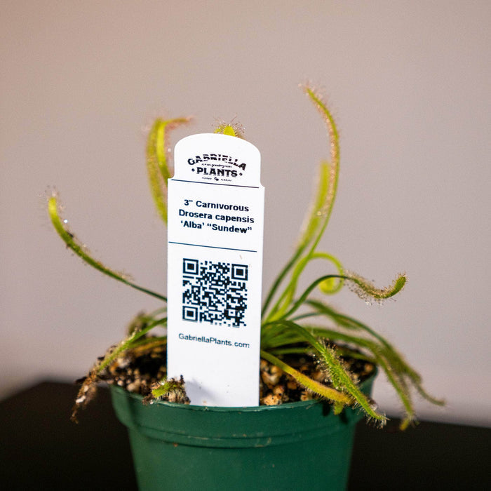 Gabriella Plants Carnivorous 3" Carnivorous Drosera capensis ‘Alba’ “Sundew”