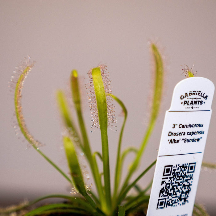 Gabriella Plants Carnivorous 3" Carnivorous Drosera capensis ‘Alba’ “Sundew”