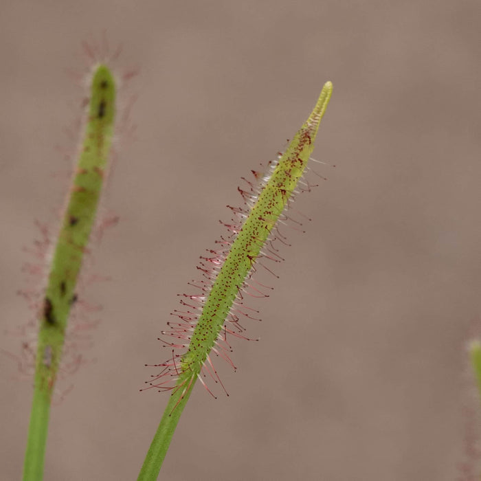 Gabriella Plants Carnivorous 3" Carnivorous Drosera capensis "Sundew"