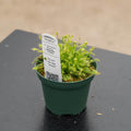 Gabriella Plants Tradescantia 4" Carnivorous Drosera intermedia 'Sundew'