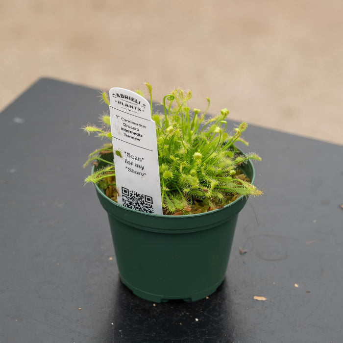Gabriella Plants Tradescantia 4" Carnivorous Drosera intermedia 'Sundew'