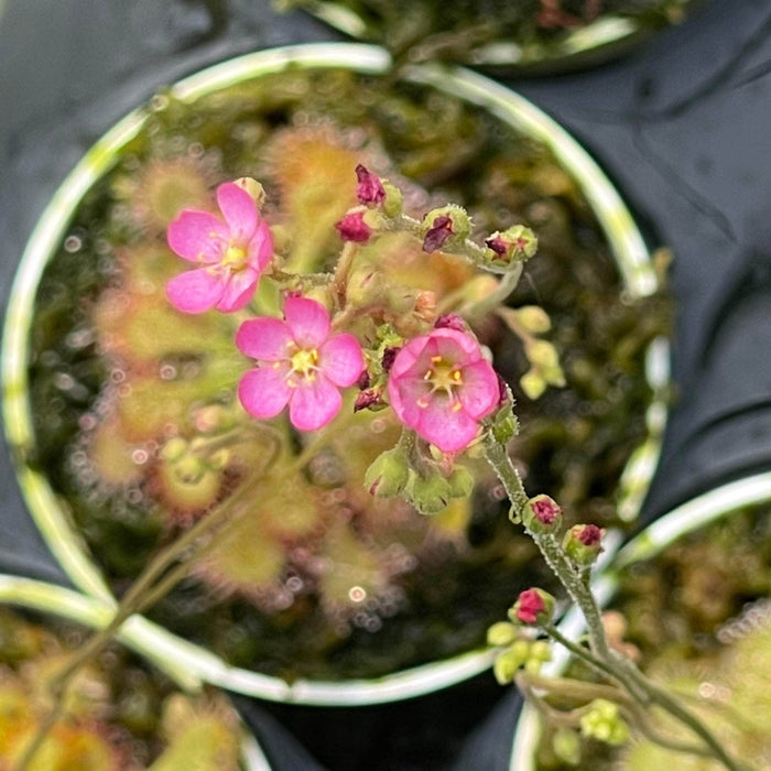 Gabriella Plants Carnivorous 3" Carnivorous Drosera spatulata "Sundew"
