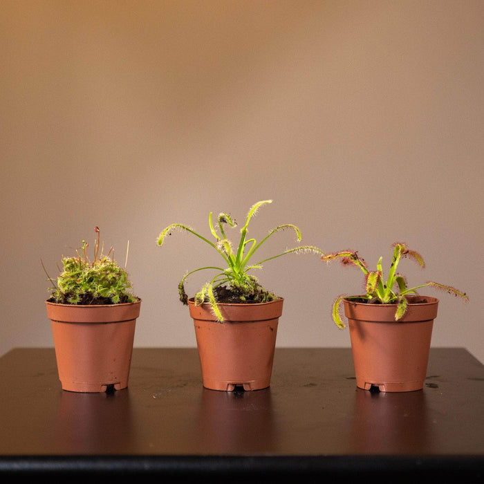 Gabriella Plants Carnivorous 2" Carnivorous Drosera "Sundew" Assortment