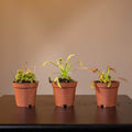 Gabriella Plants Carnivorous 2" Carnivorous Drosera "Sundew" Assortment