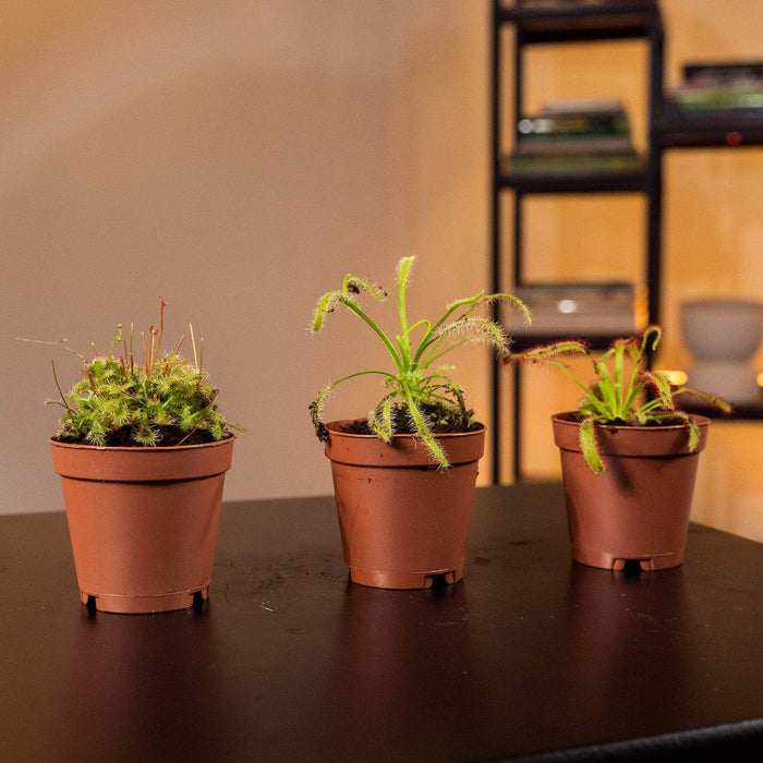 Gabriella Plants Carnivorous 2" Carnivorous Drosera "Sundew" Assortment