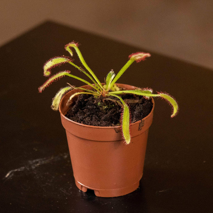 Gabriella Plants Carnivorous 2" Carnivorous Drosera "Sundew" Assortment