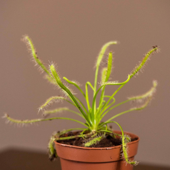 Gabriella Plants Carnivorous 2" Carnivorous Drosera "Sundew" Assortment