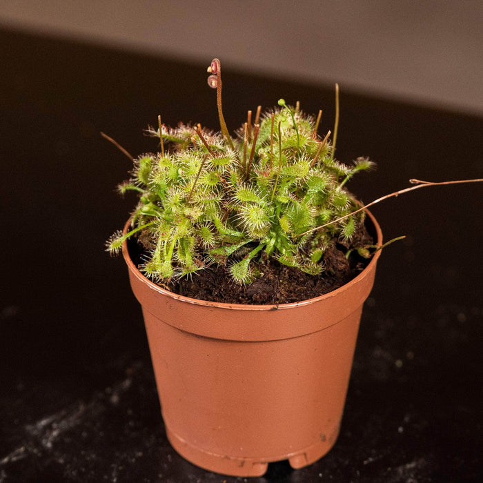 Gabriella Plants Carnivorous 2" Carnivorous Drosera "Sundew" Assortment